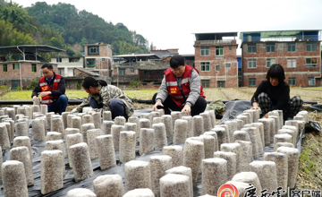 媒體聚焦 | 看柳工定點幫扶村：冬日栽下“金棒”，來年春日綻“金花”